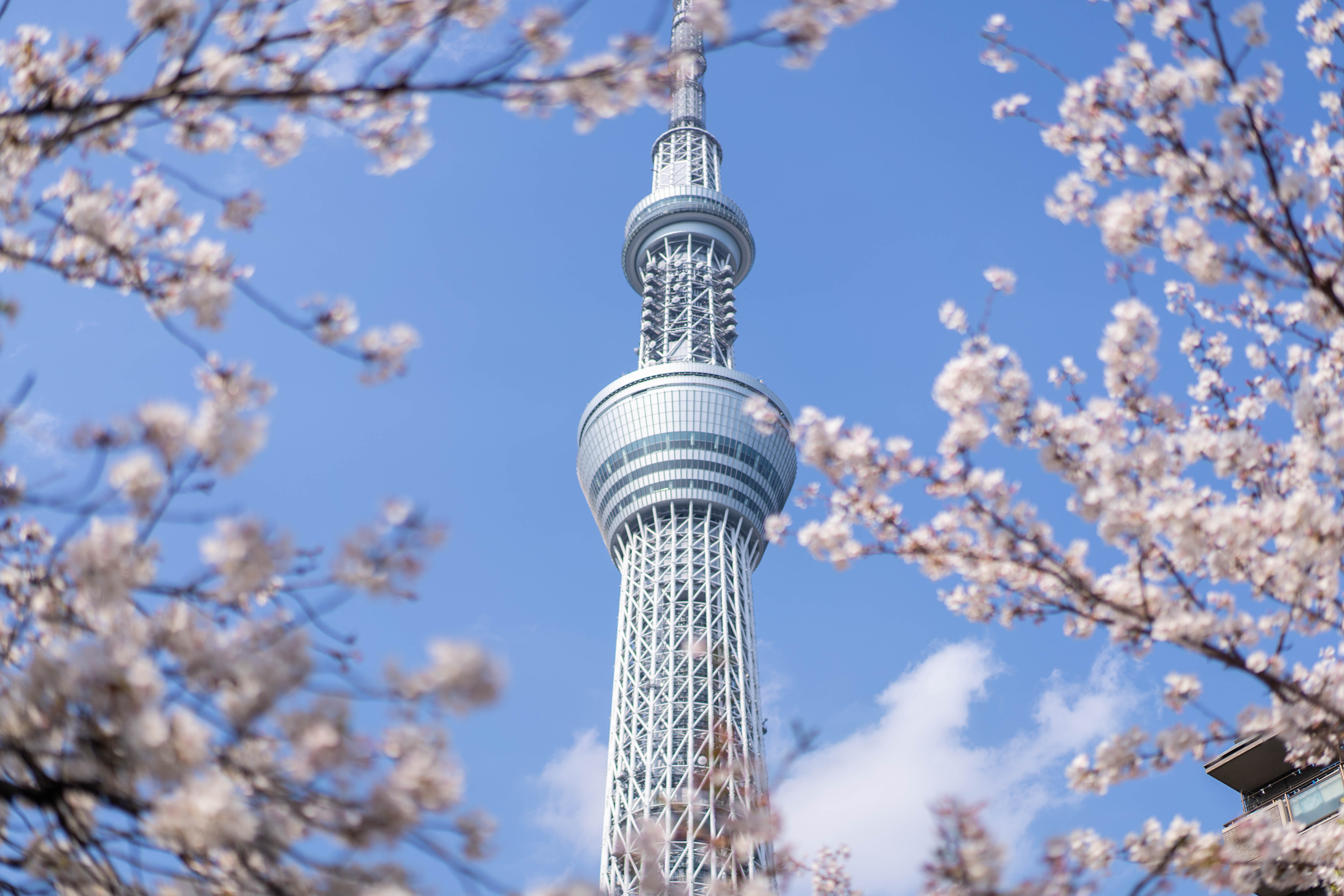 SKY TREE